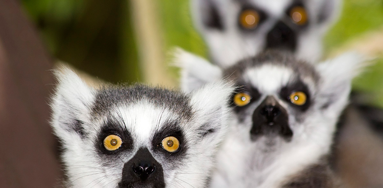 Egzotyczne wakacje marzeń na Madagaskarze!